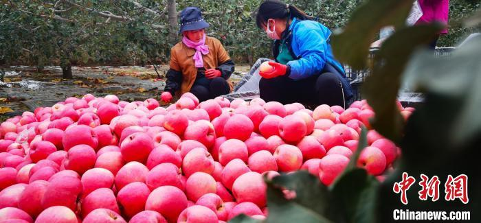 Gansu "Jingning apple" frequent sea "circle powder" : "Apple" strength into the high-end market
