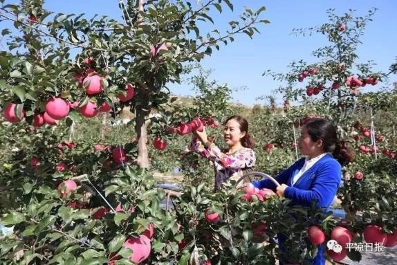 甘肃灵台县：苹果红了，果农的钱袋子鼓了